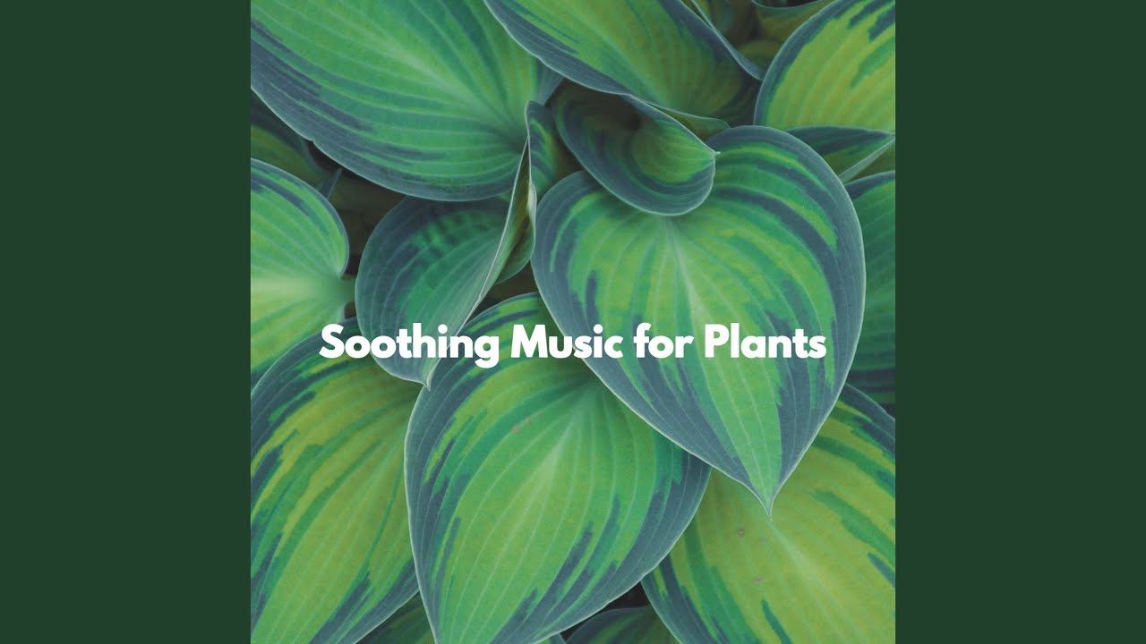 Atmospheric Moods for Folk Dreams