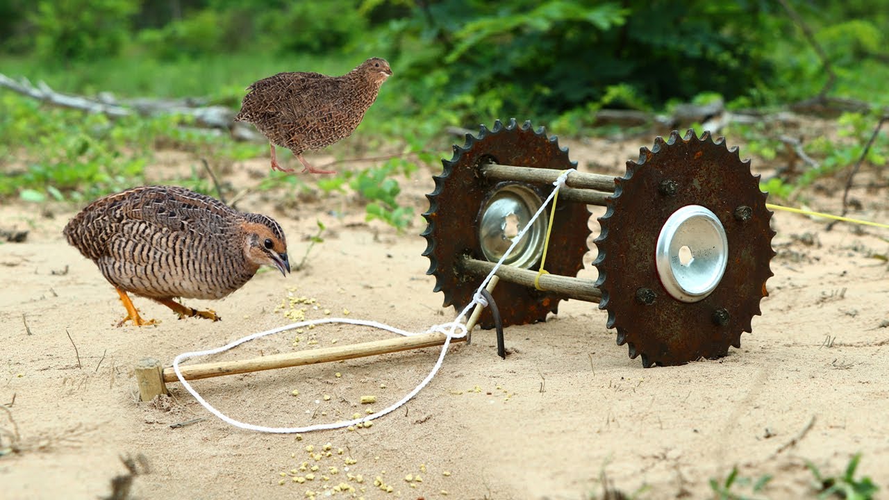 New To You ! Unique Technology Bird Trap | How to make bird trap