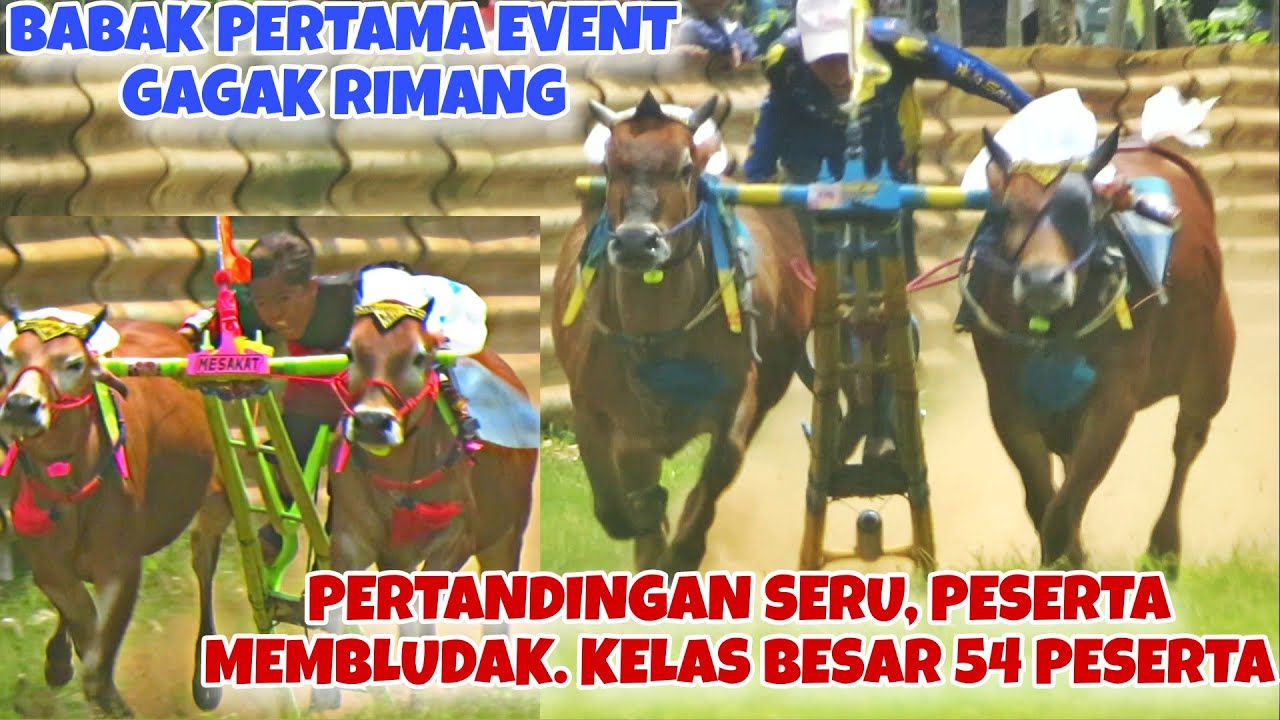 BABAK PERTAMA LOMBA KERAPAN SAPI EVENT GAGAK RIMANG 2026 || PESERTA MEMBLUDAK MELEBIHI KAPASITAS 