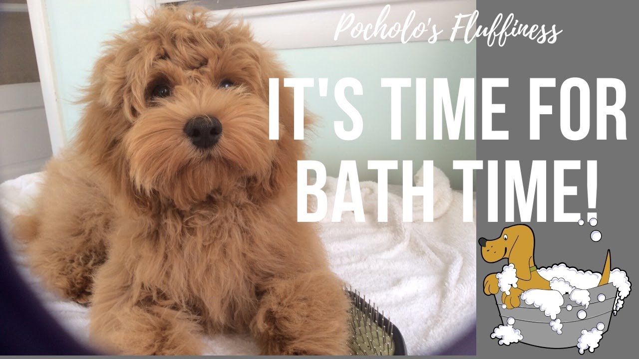 BATH TIME! - Cockapoo Dog 16 weeks old - VLOG 11