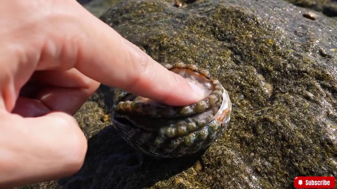 🔴 ASMR | How to Clean Abalone Perfectly | A Satisfying Deep Clean Seafood Tutorial