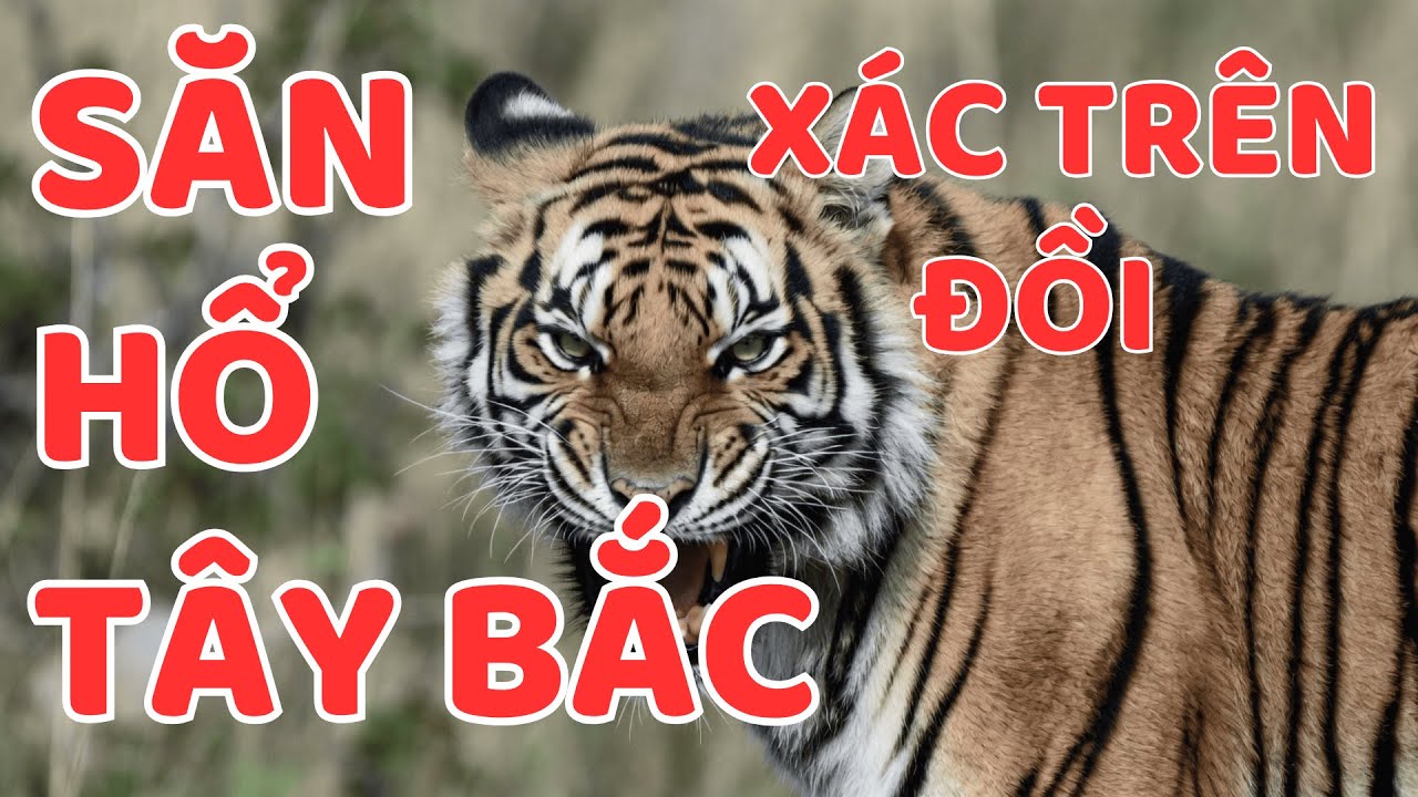 SĂN XÁC HỔ ĐỒI TÂY BẮC || Người Rừng Kể Chuyện