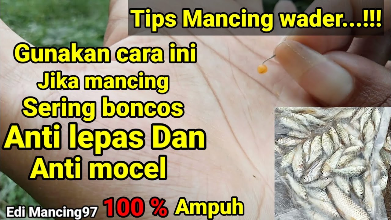 MANCING WADER || CARA MANCING IKAN WADER DI SUNGAI AGAR DAPAT BANYAK