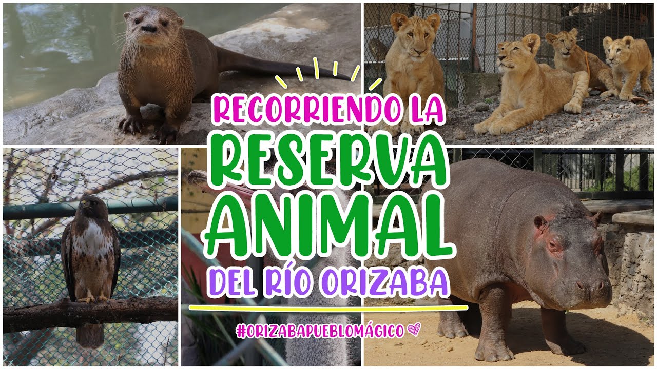 &iexcl;Recorriendo la Reserva Animal del R&iacute;o Orizaba!