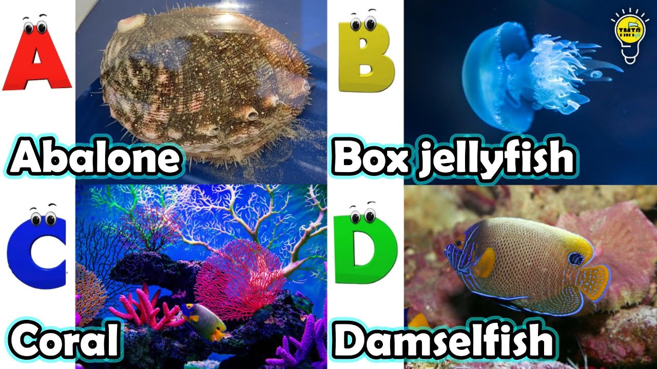 ABC phonics animals | ABC Sea Animals song | English and Animals for Kids | Alphabets Kids Song