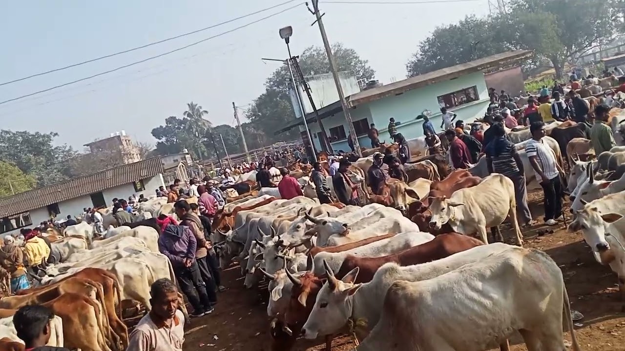 Badala market rairangpur mayurbhanj odisha/santali Dangri hat bazar