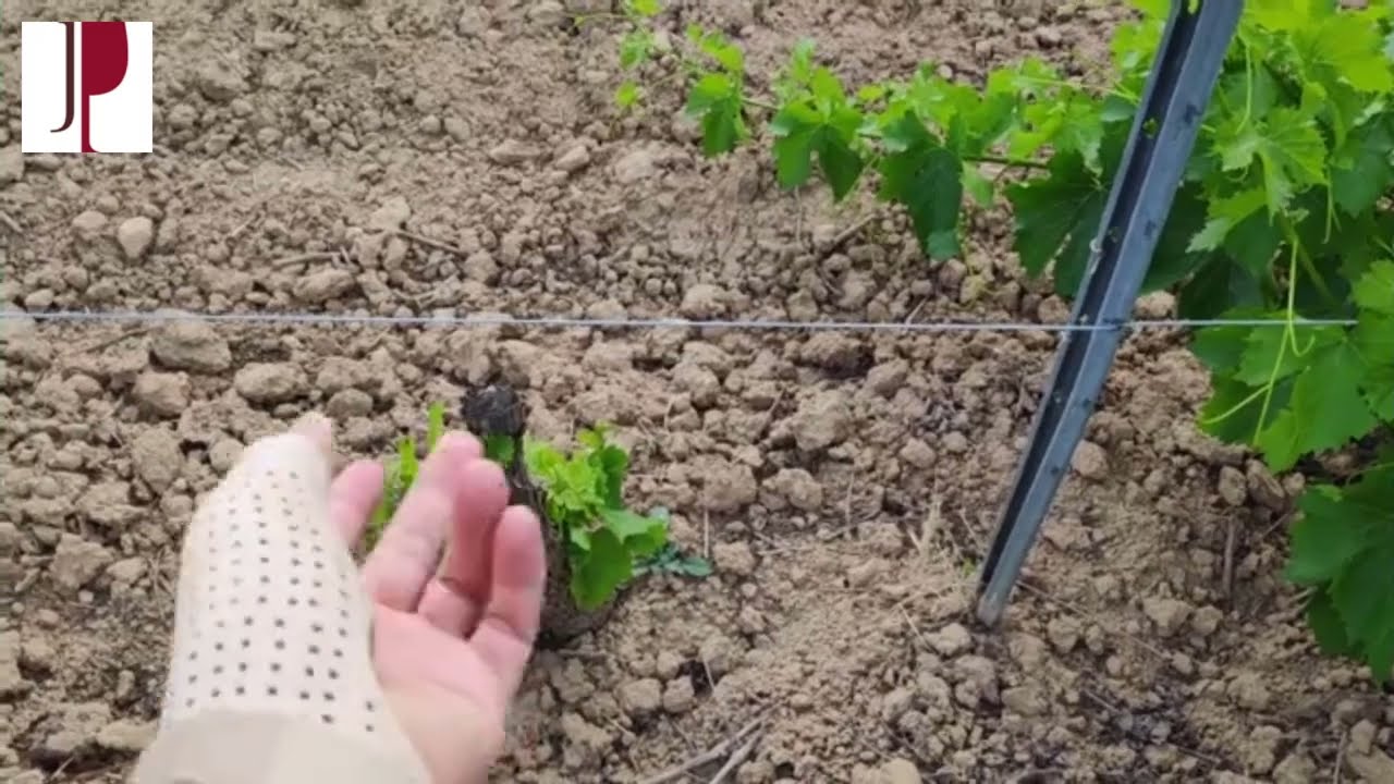 Recuperación viñedo con enfermedades de la madera