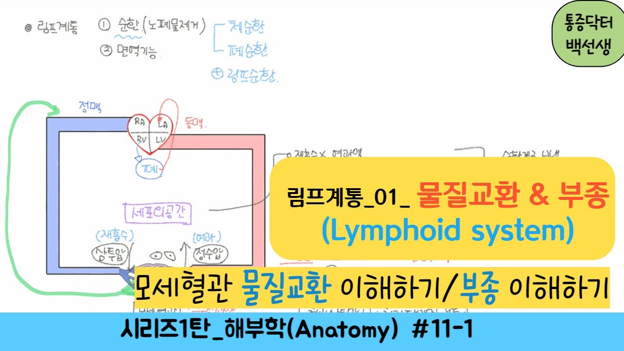 림프계통_기본개념 : 모세혈관 물질교환/ 부종 이해하기!