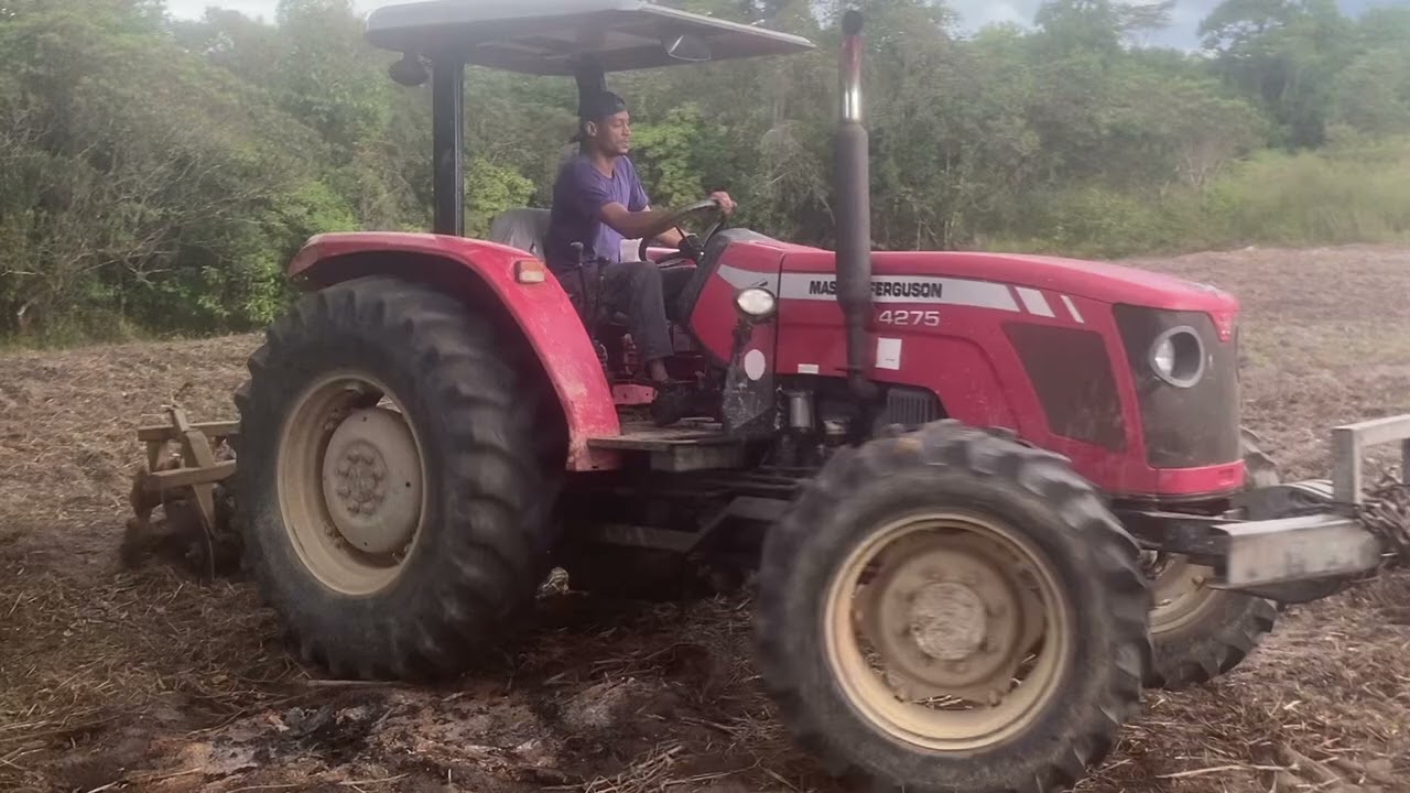 Reta final de preparo da terra para a semeadura do capim vaqueiro .