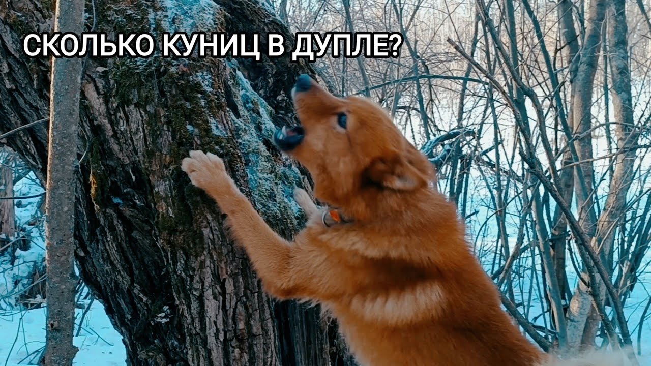 СКОЛЬКО КУНИЦ БЫЛО В ДУПЛЕ?/ОДНУ ДОБЫЛИ ,ВТОРАЯ НЕ ВЫШЛА?!/ ОХОТА С ЛАЙКОЙ/