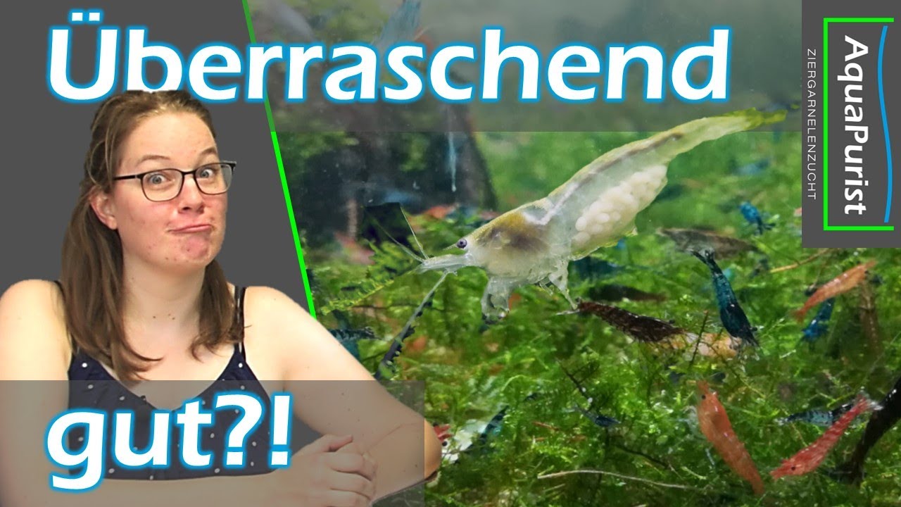 Besser als gedacht? - Most underrated Garnelen und Fachsimpeln über Mix-Garnelen