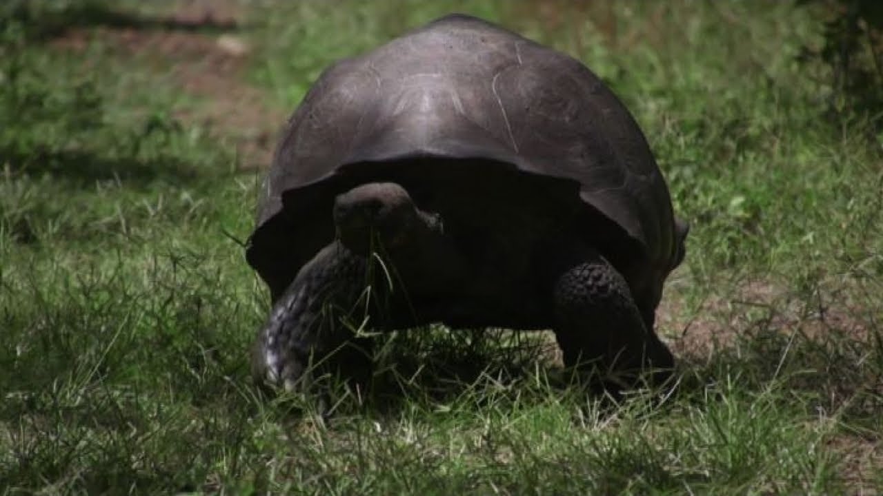 Galapagos, un programma che protegge le ultime tartarughe giganti