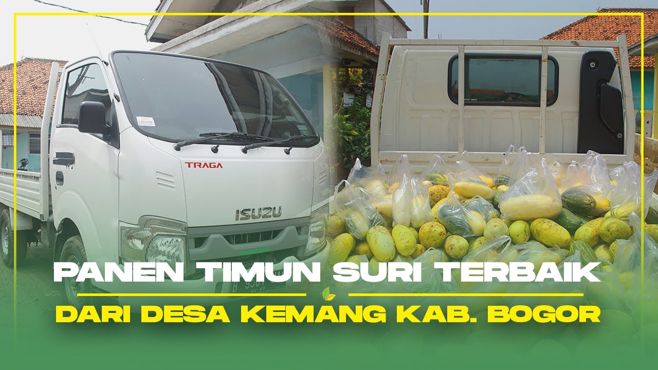 Panen Timun Suri Omzet 30 Juta/Bulan!