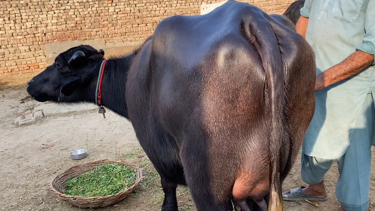 Buffalo for sale in Punjab Pakistan YouTube first/13/1/2026