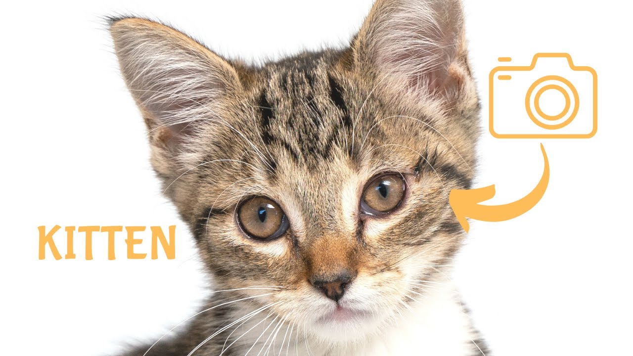 Our BEST Cat Photography Tips