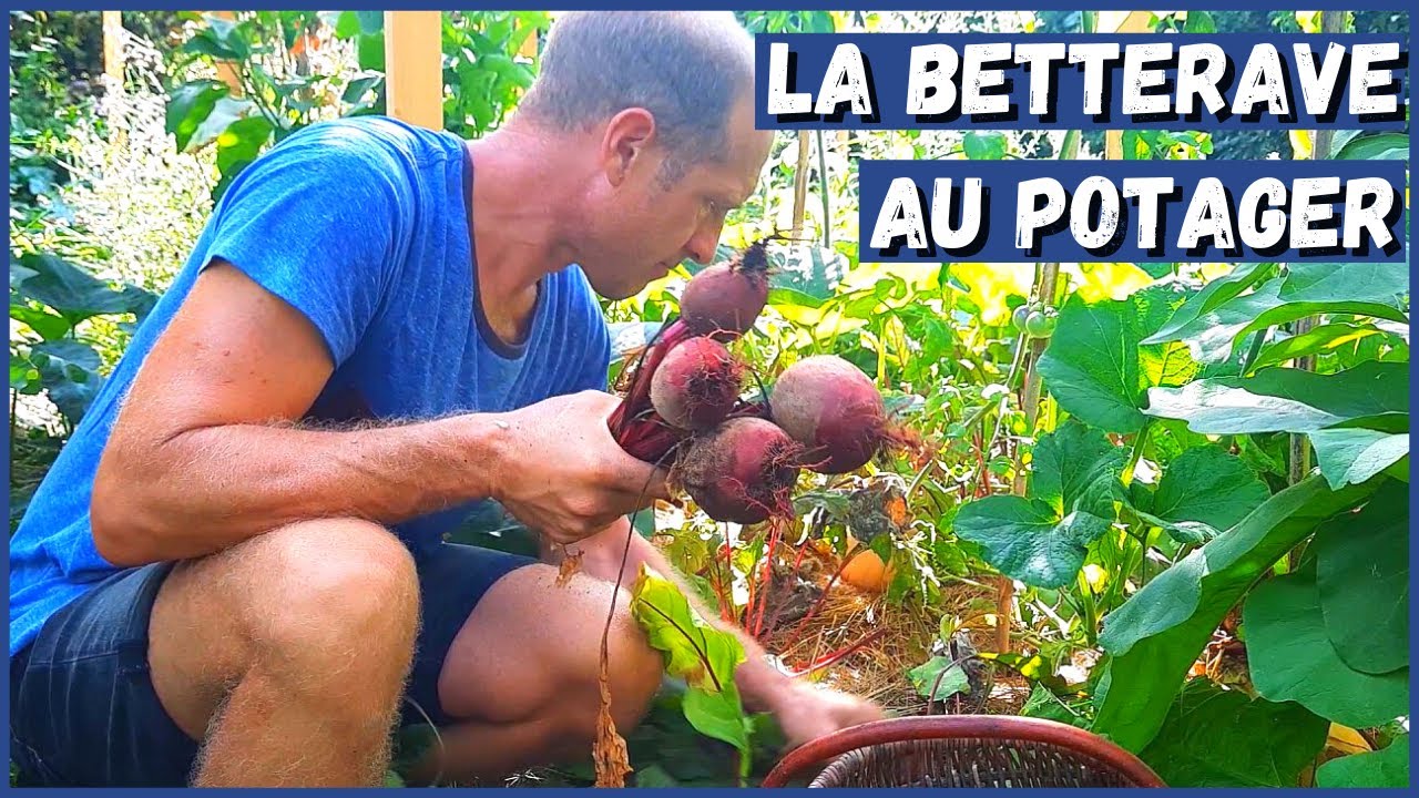RÉUSSIR LA BETTERAVE AU POTAGER !