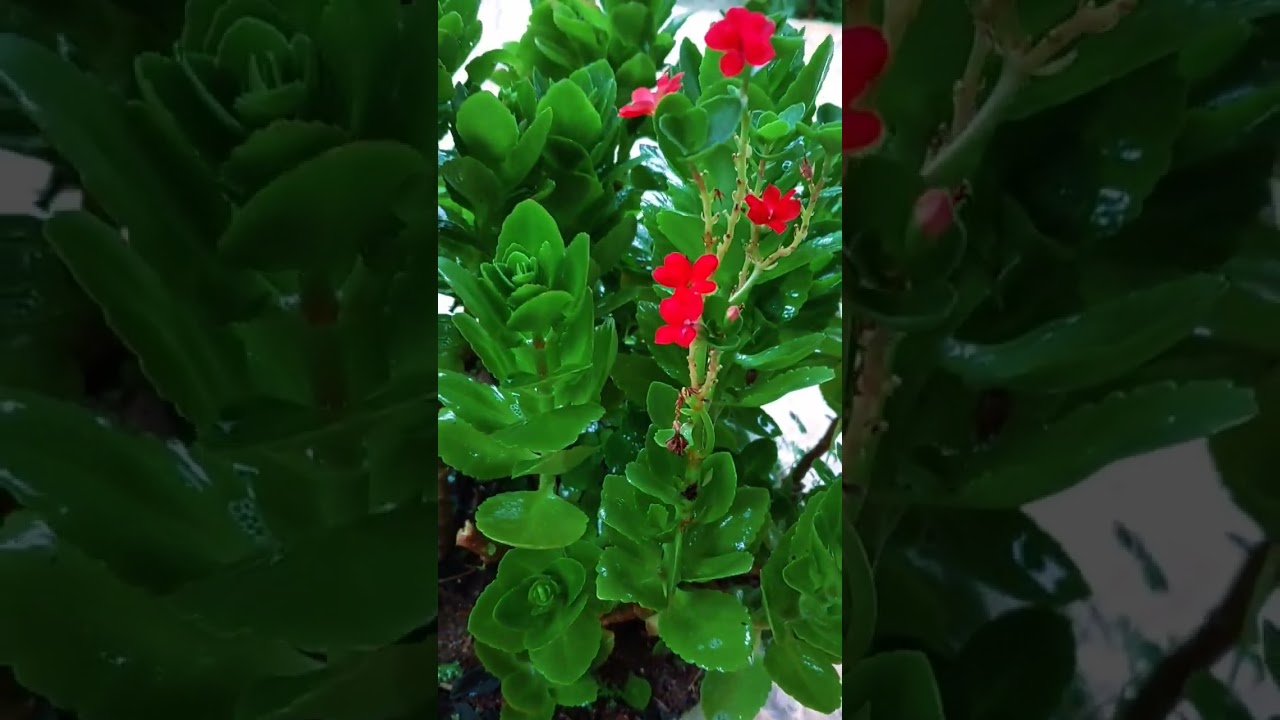 FLOR DA FORTUNA COM PRAGAS #erickaionnyplantas #como #mudas #ideias #comoplantar #plantas