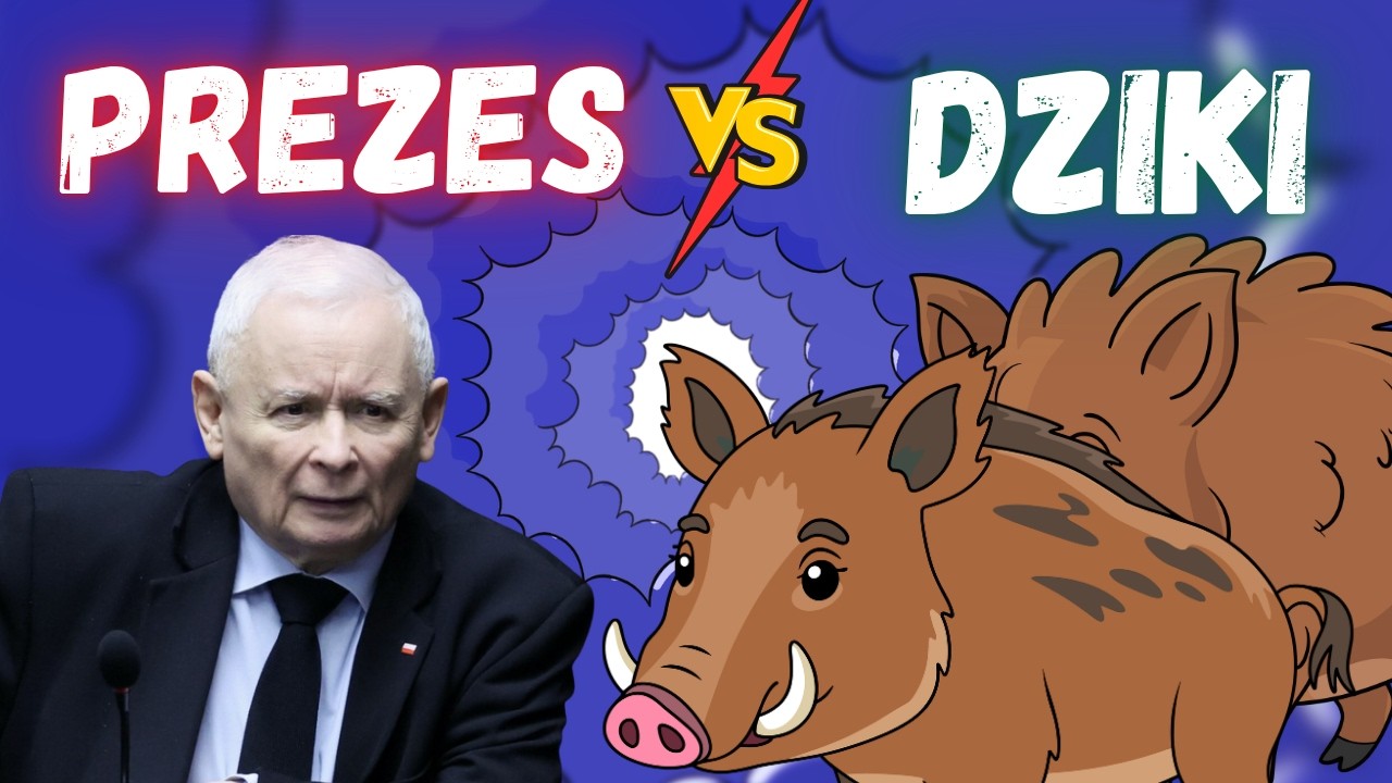 Kaczyński prosto w dziki. Czarzasty i kto się powinien wstydzić? Mejza - rekord punkt&oacute;w