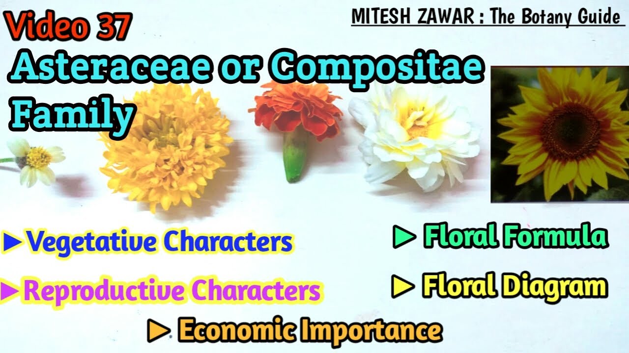Asteraceae Family || Compositae Family Floral Formula & Floral Diagram || Ray Florets & Disc Florets