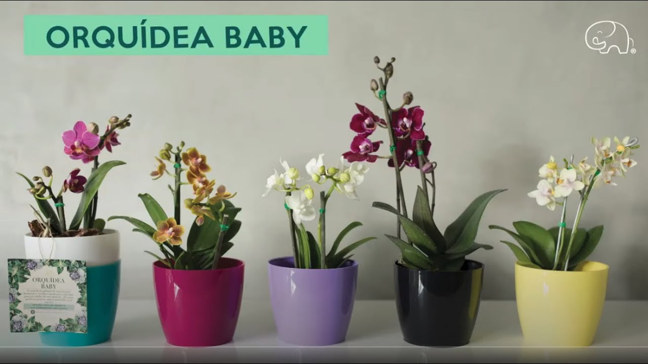 Cuidados y Mantenimiento de las Orquídeas 🌸