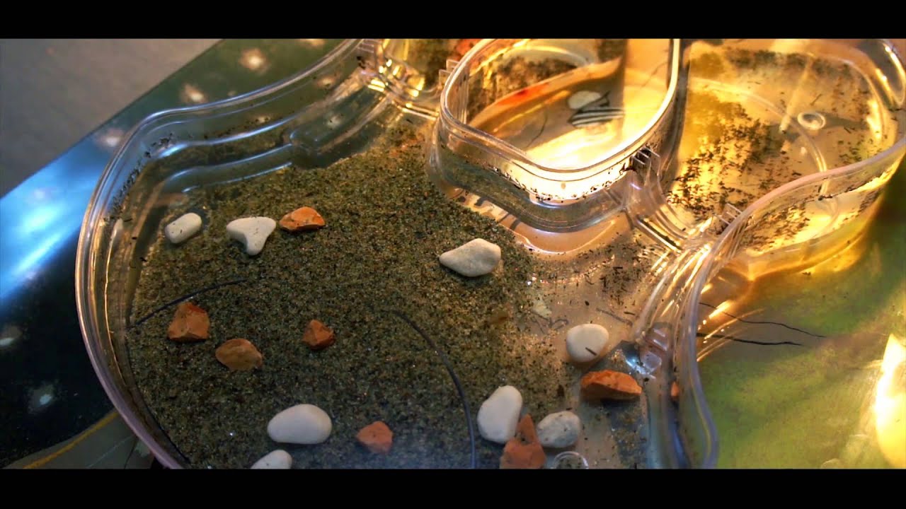 Triops de l'oeuf a l'adulte animaux préhistorique (elevage)