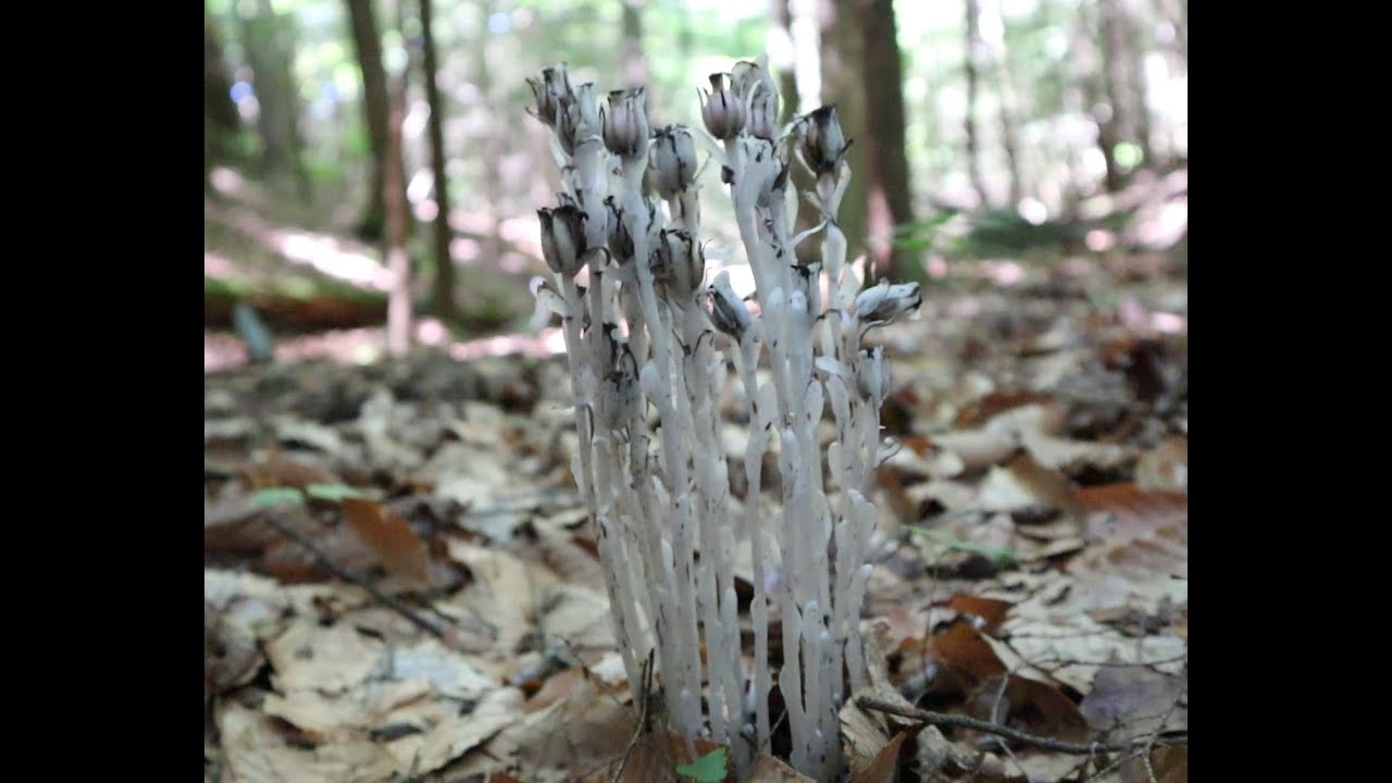 What is Indian Pipe and How to use it