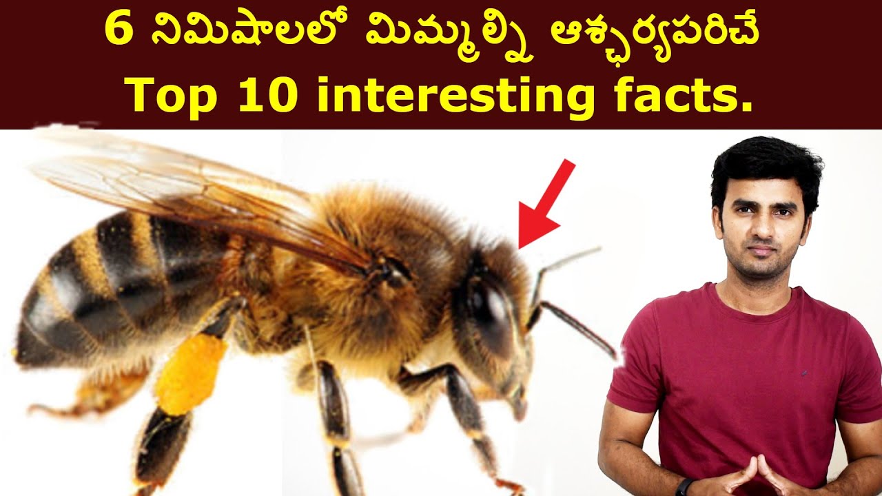 Top 10 Interesting Facts in Telugu | Interesting and Amazing Facts | EP 45| Naresh Bukya