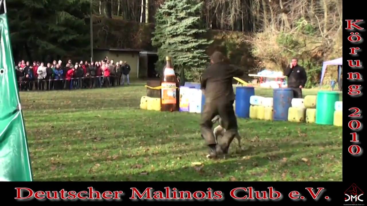 DMC Körung 2010