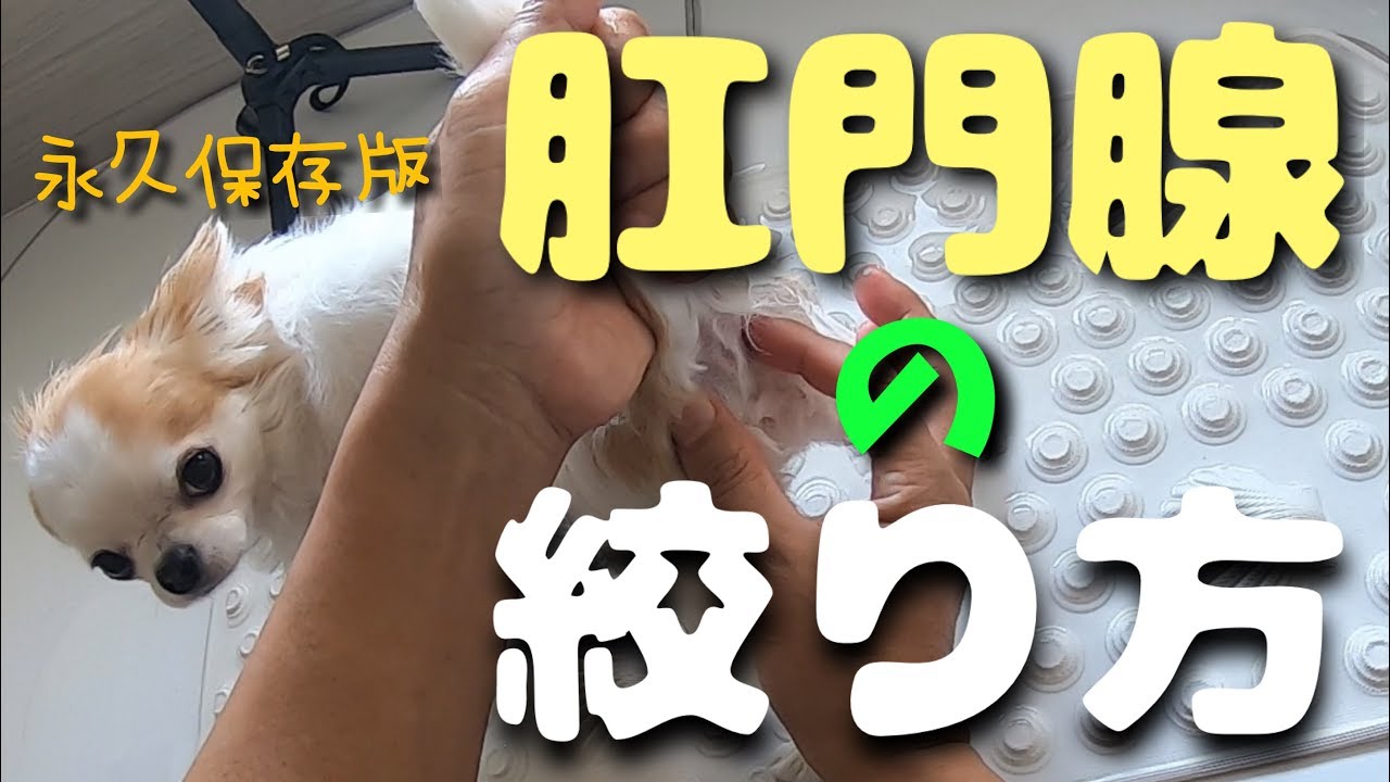 犬の肛門腺の絞り方完全保存版！【チワワ】
