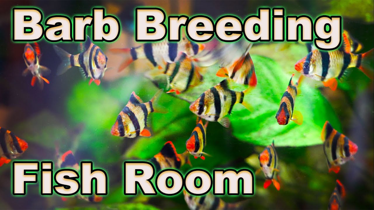 A Barb Breeding Fish Room: Both Indoor and Outdoor Fish Room Tour!