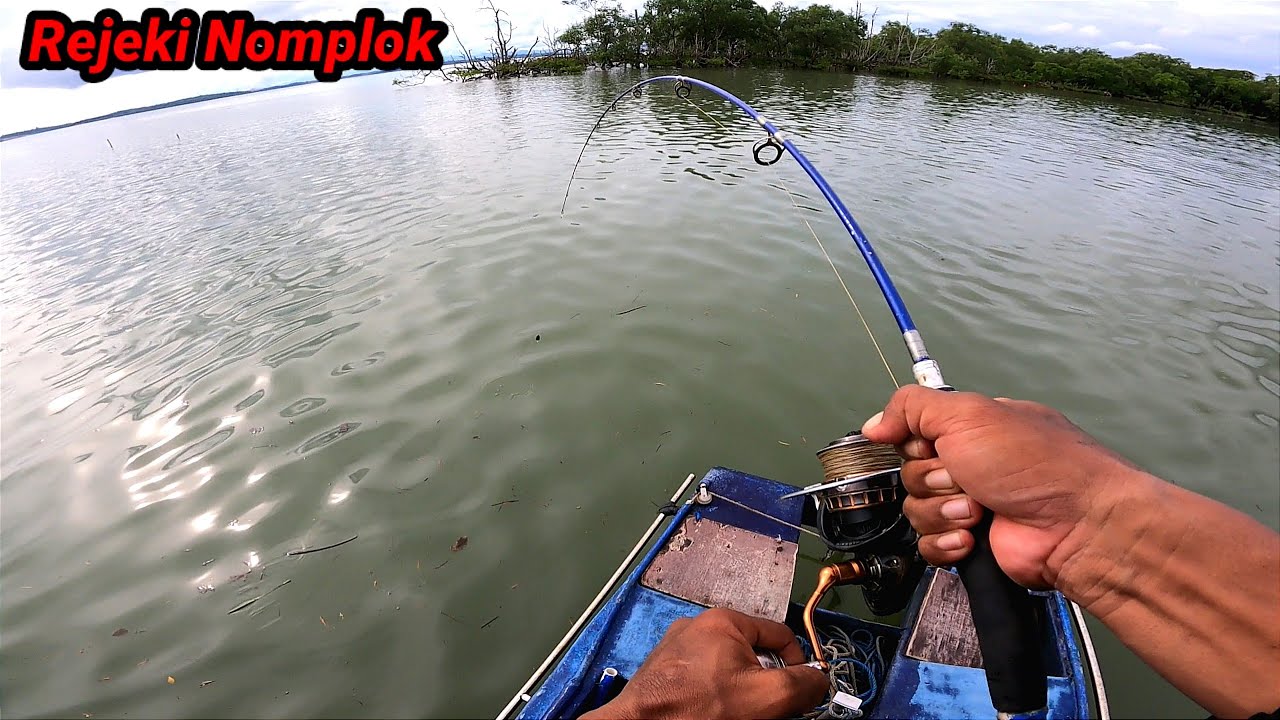 Tidak Masuk Akal, Kok Bisa ikan Sebesar ini Ada Di Air Dangkal, ikan Monster Berhasil Naik