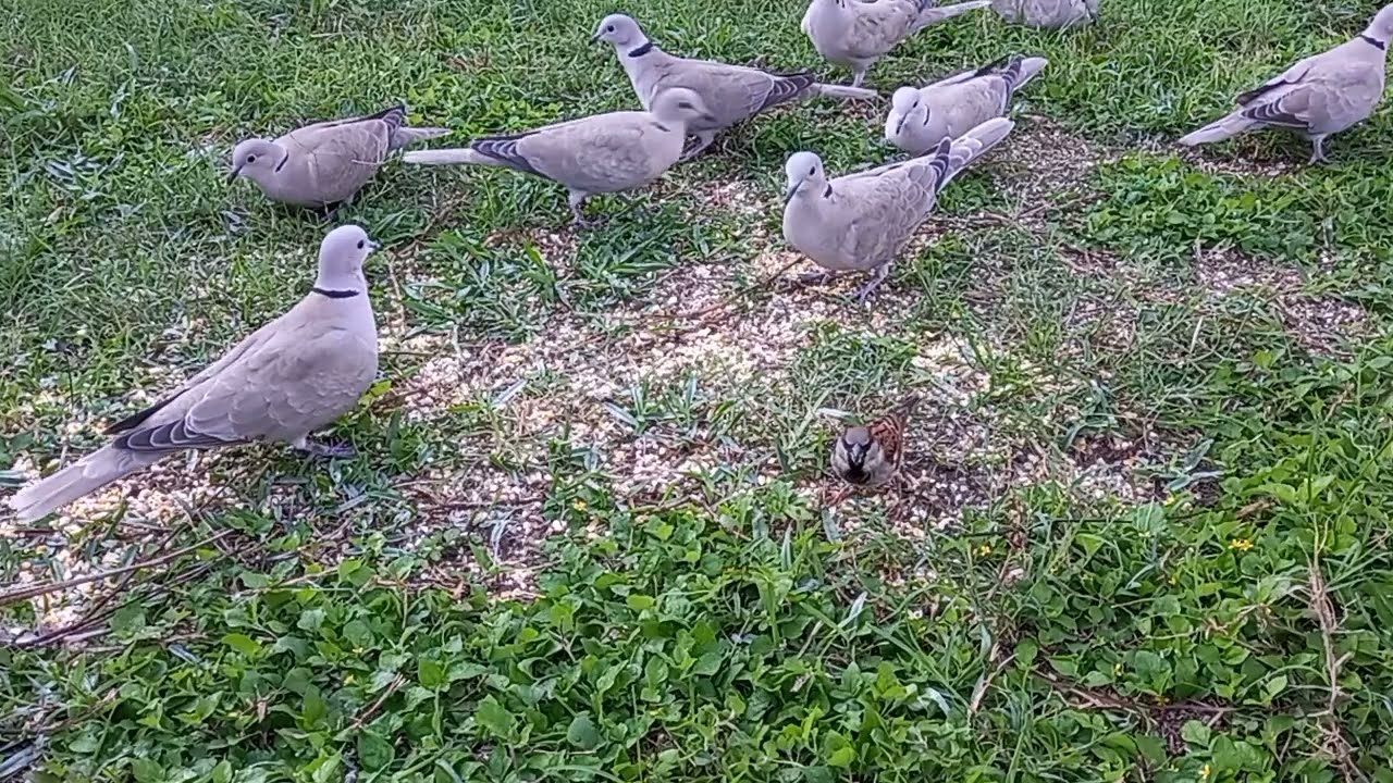 Descubre el Canto de las Palomas Turcas 