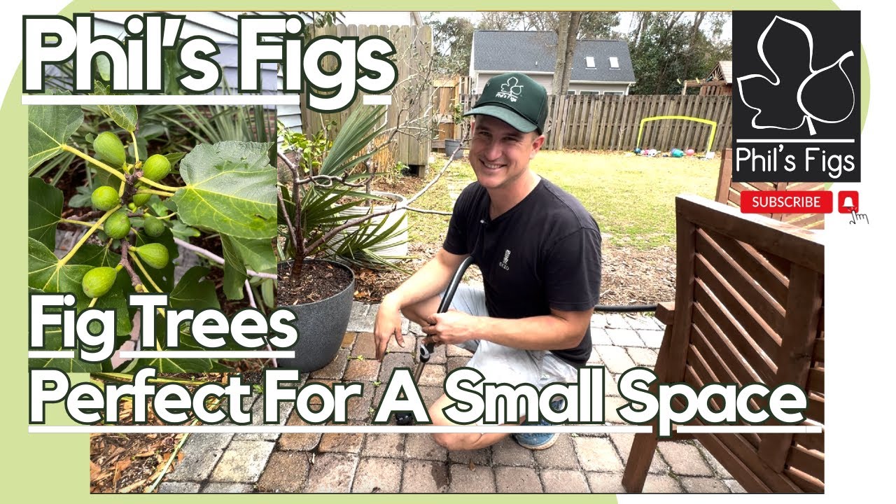 Patio Or Small Space Fig Tree Container Tips and Care!