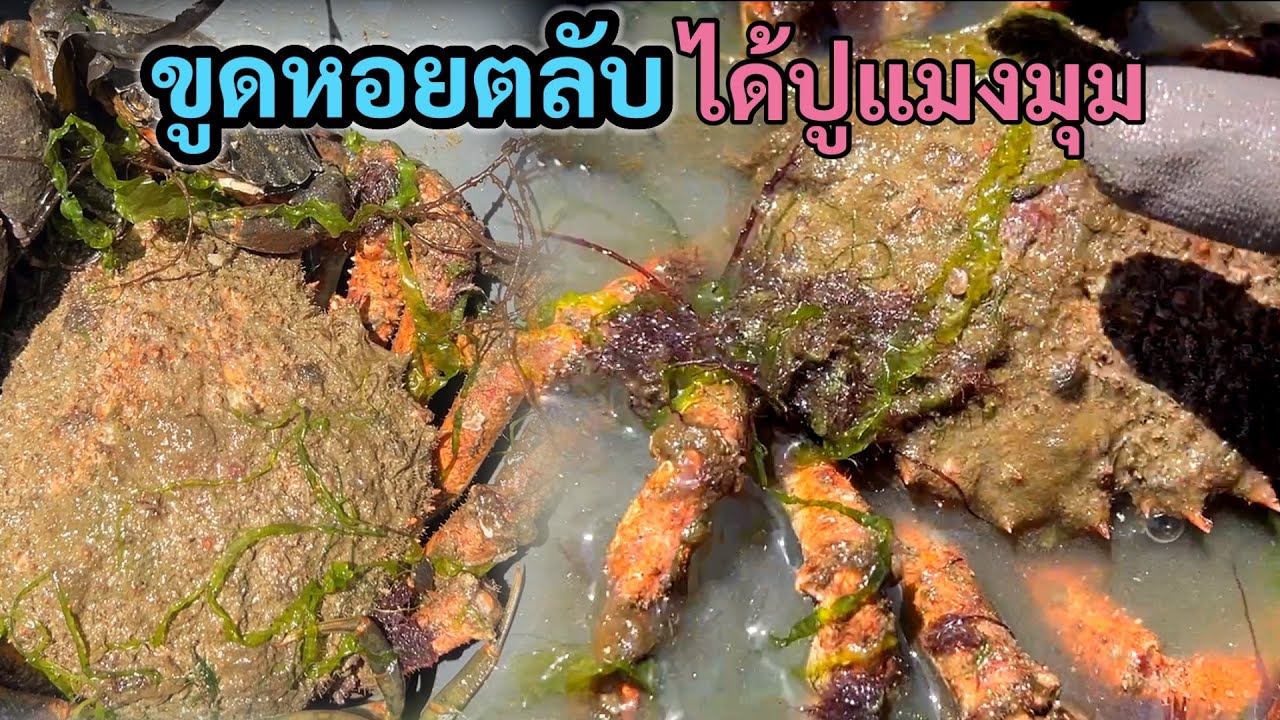 อยากกรี๊ดดังๆๆๆ ไปขูดหอยตลับ แต่ได้ปูแมงมุมอีกแล้ว ตัวผู้ใหญ่มาก วันนี้ฝรั่งขูดหอยเต็มหาด#ขูดหอยตลับ