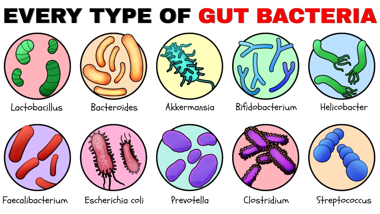 Все типы кишечных бактерий: объяснение.