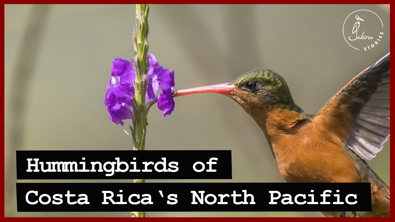 Identifying Costa Rican HUMMINGBIRDS of the North Pacific