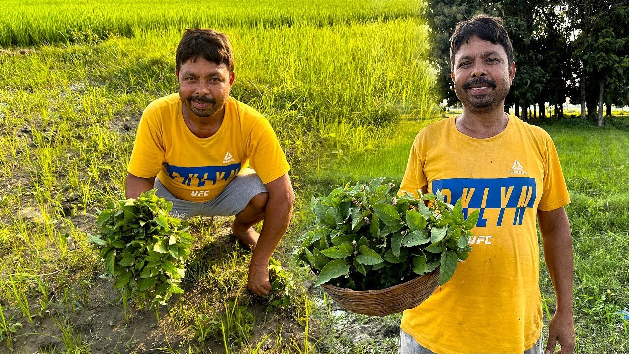 jhunkhun sag | जिसे हम घास फूस और कचरा समझ कर फेंक देते हैं वही गुणों का खजाना है, झुनखुन का साग..