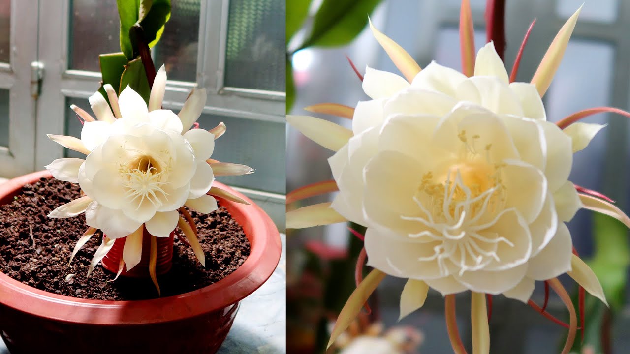 Beautiful Epiphyllum flowers bloom at night, How to Grow and Care for Epiphyllum