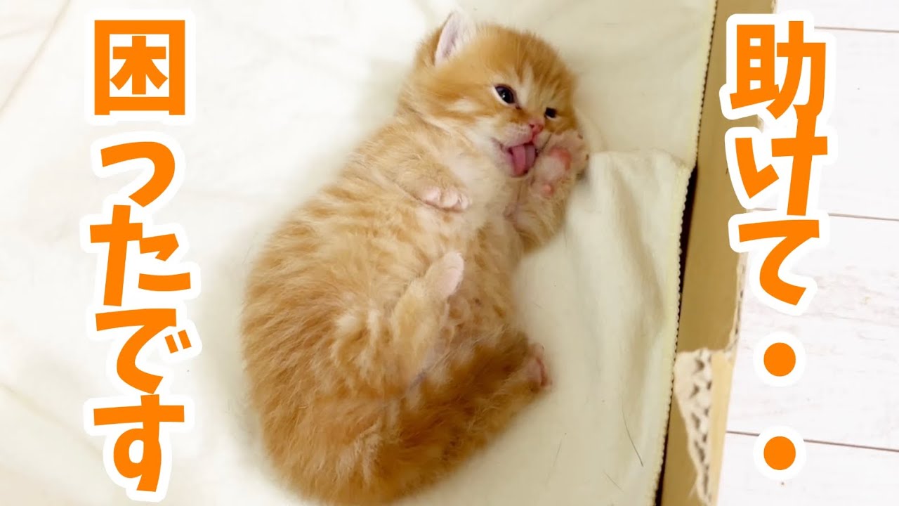 爪が引っかかっちゃったマンチカンの子猫...その時茶々パパは！？ Tiny Baby kitten💕【生後17日目】