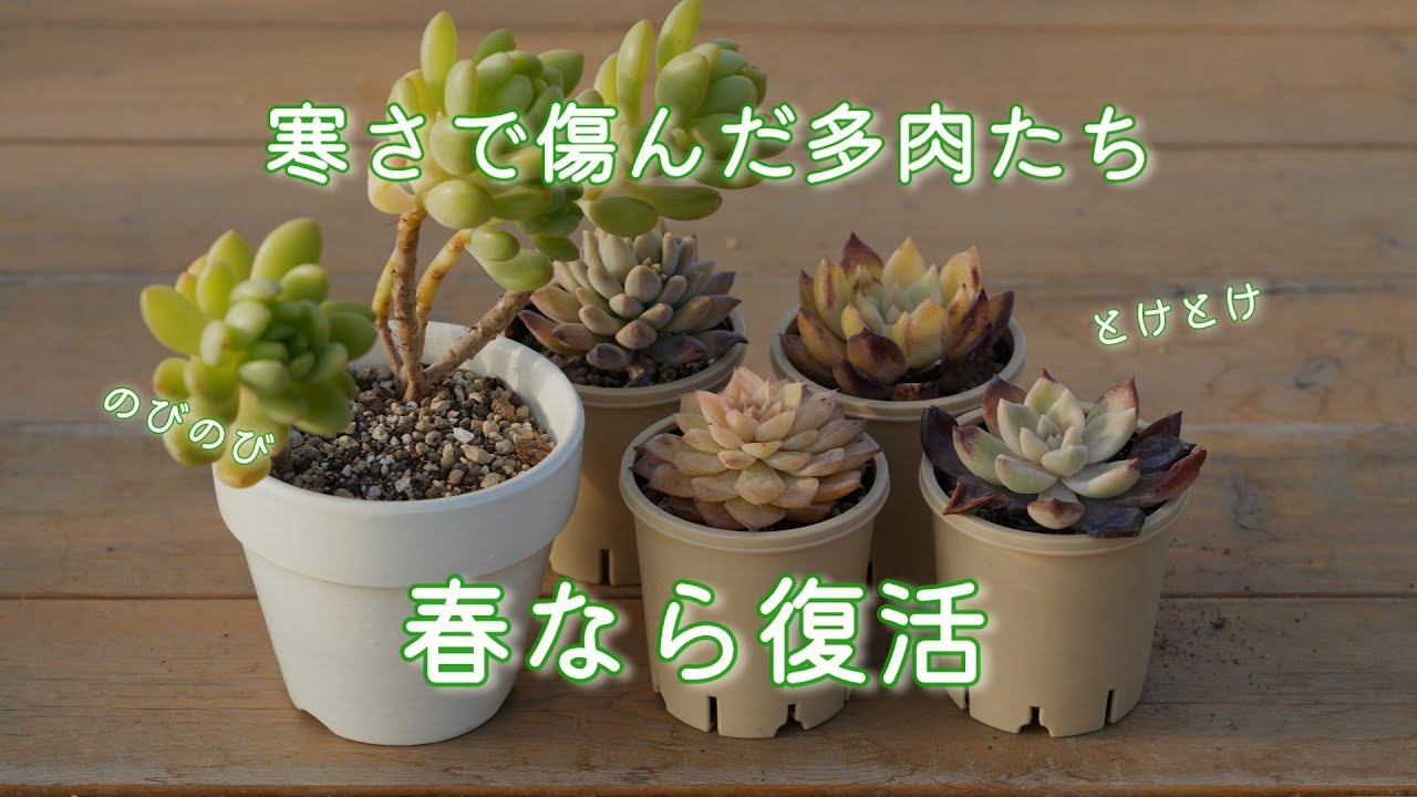 #514【コツがあります】のびのび多肉や凍傷多肉はこんな感じでお手入れおすすめ。