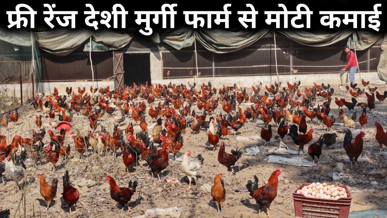 10 साल नौकरी के बाद मुर्गी फार्म | Free Range Poultry Farming | Desi Murgi Palan Business in Hindi