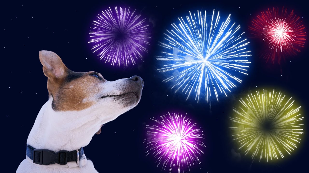 Desensitizing Fireworks for Dogs