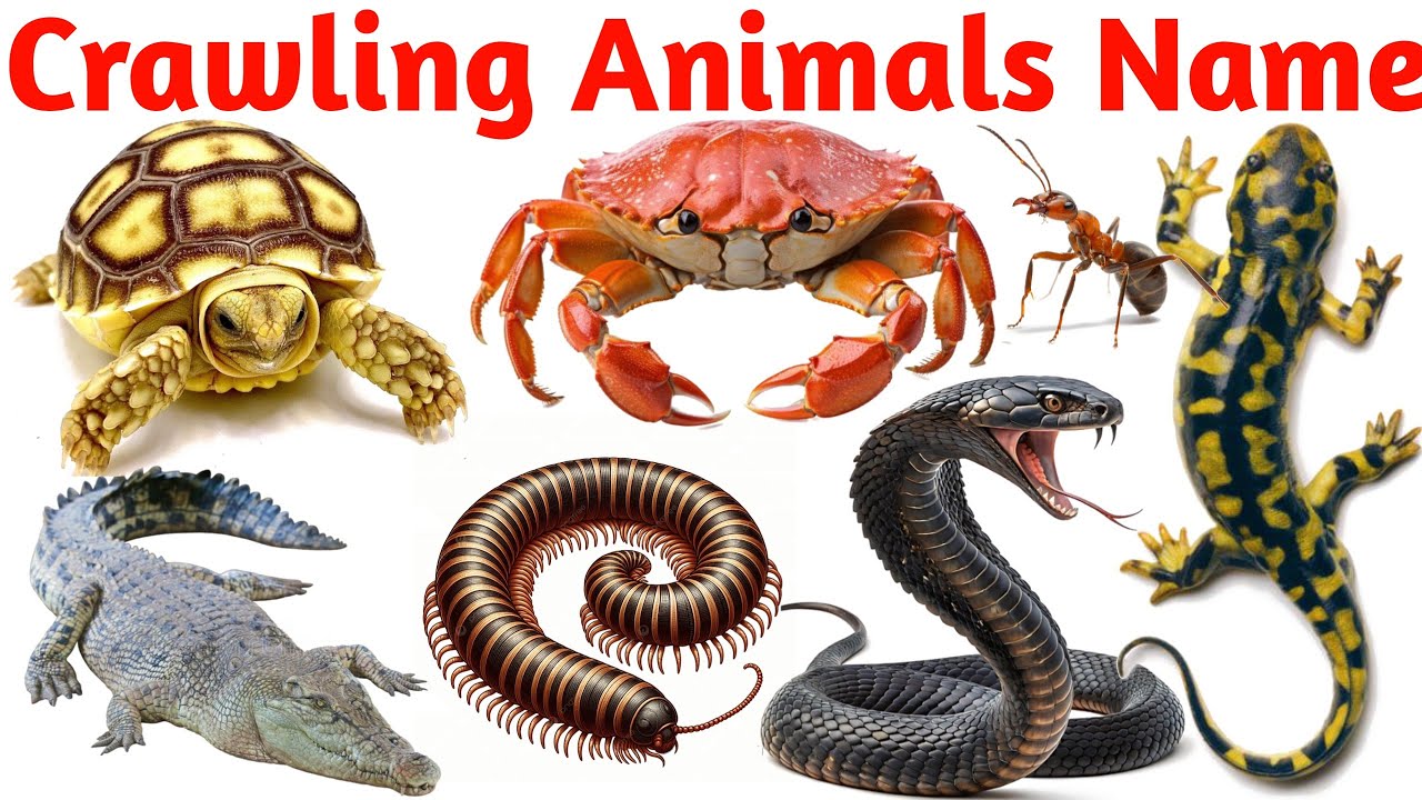 🐊🐍🐜🐢Crawling Animals Names in English  | Insects, Bugs, Reptiles & Creepy Crawlies for Kids