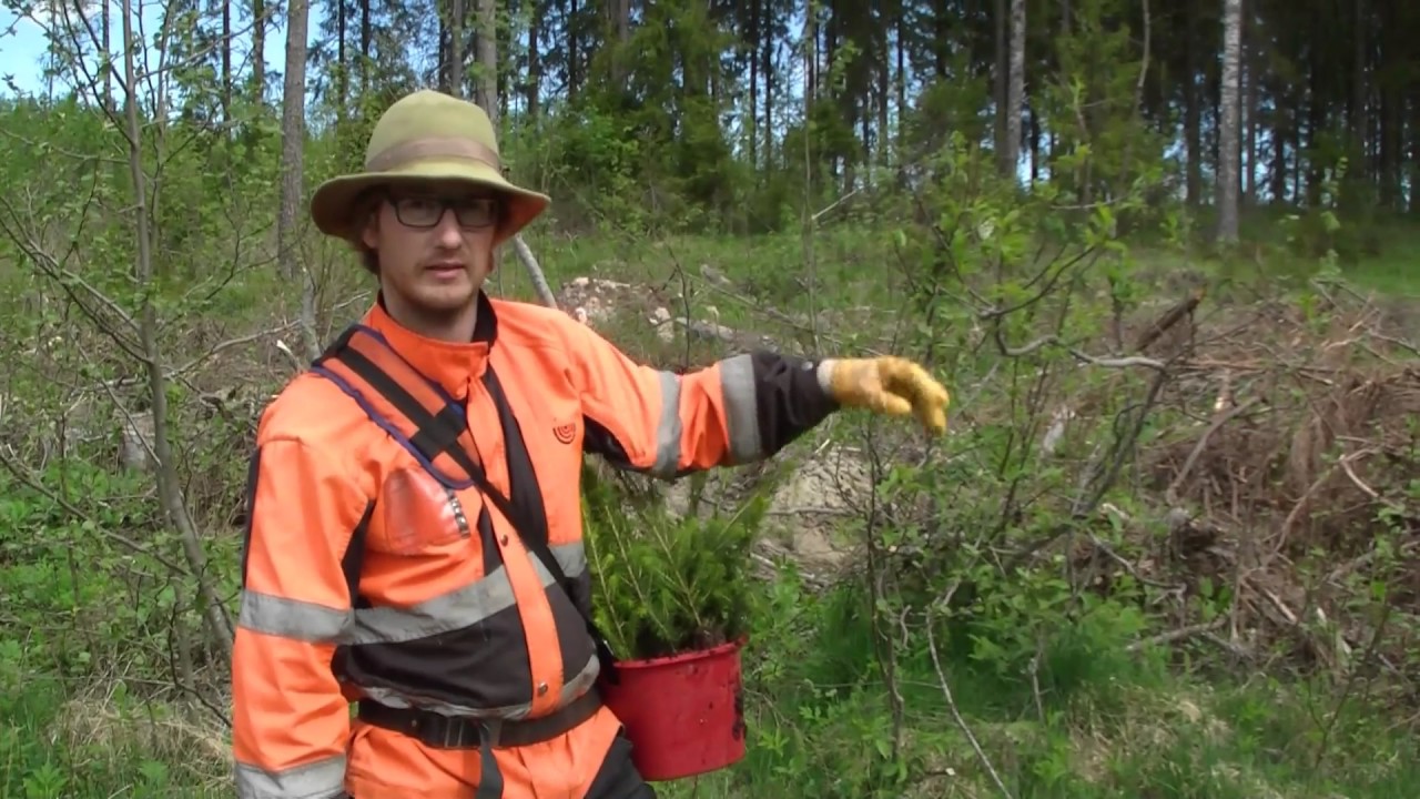MHY Päijät-Häme työmaakuvaus||Metsänistutus, Asikkala 2017