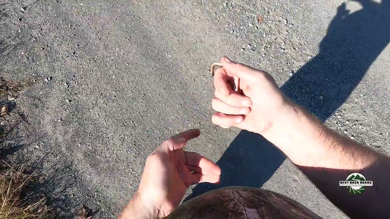 Brownsnake in the Road #snake #bestbackroad