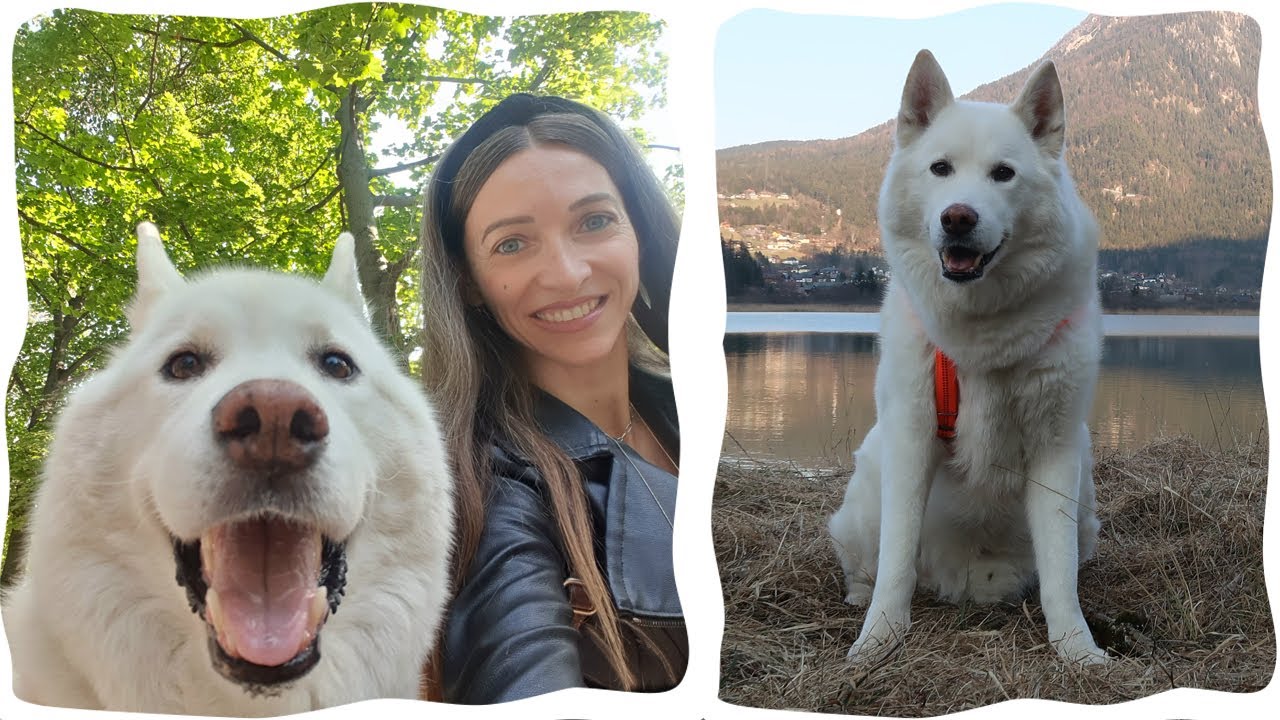 Weekend In Alps With Our Husky