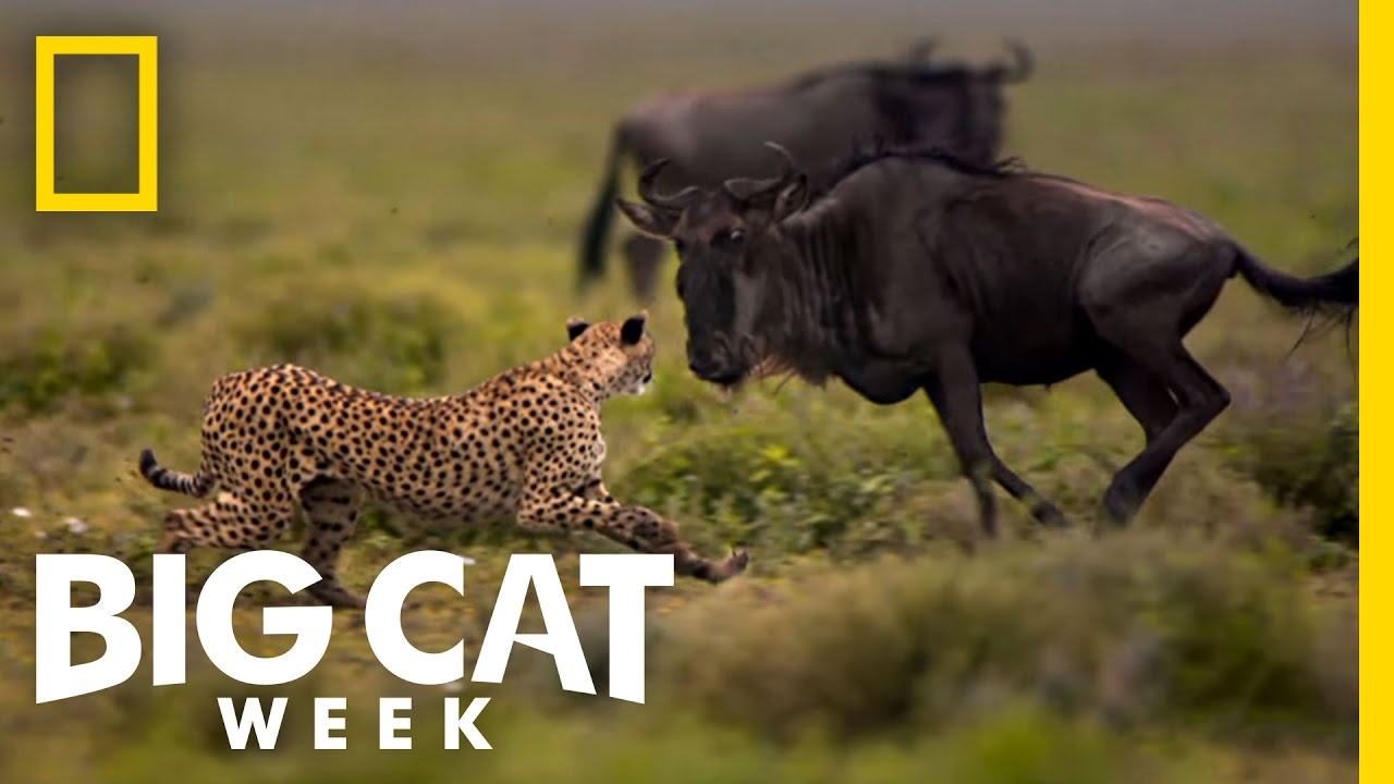 Usain Bolt vs. a Cheetah | Man v. Cheetah