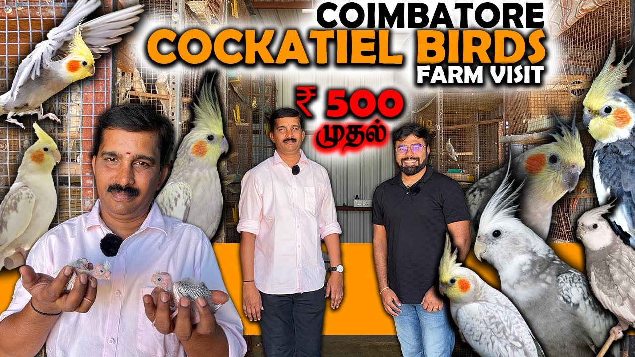20 வருஷமா Cockatiel Birds Farm வெச்சு இருக்காரு!! Sales | Breeding Care and Secret