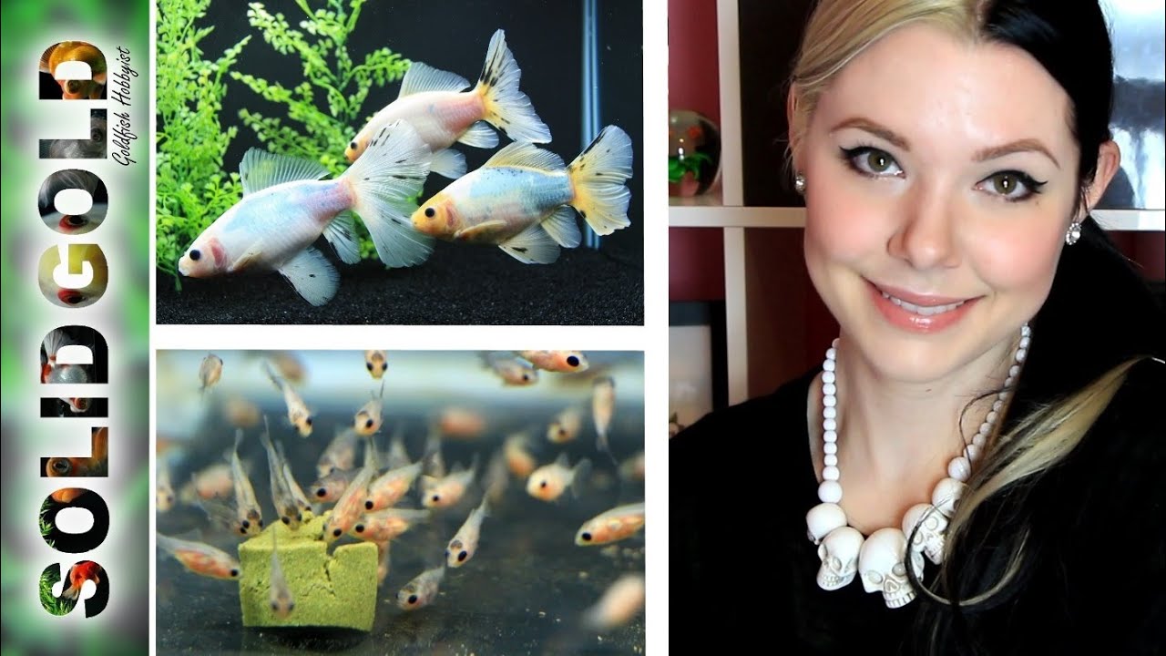 New Butterfly Fry + Updates | Tank Talk
