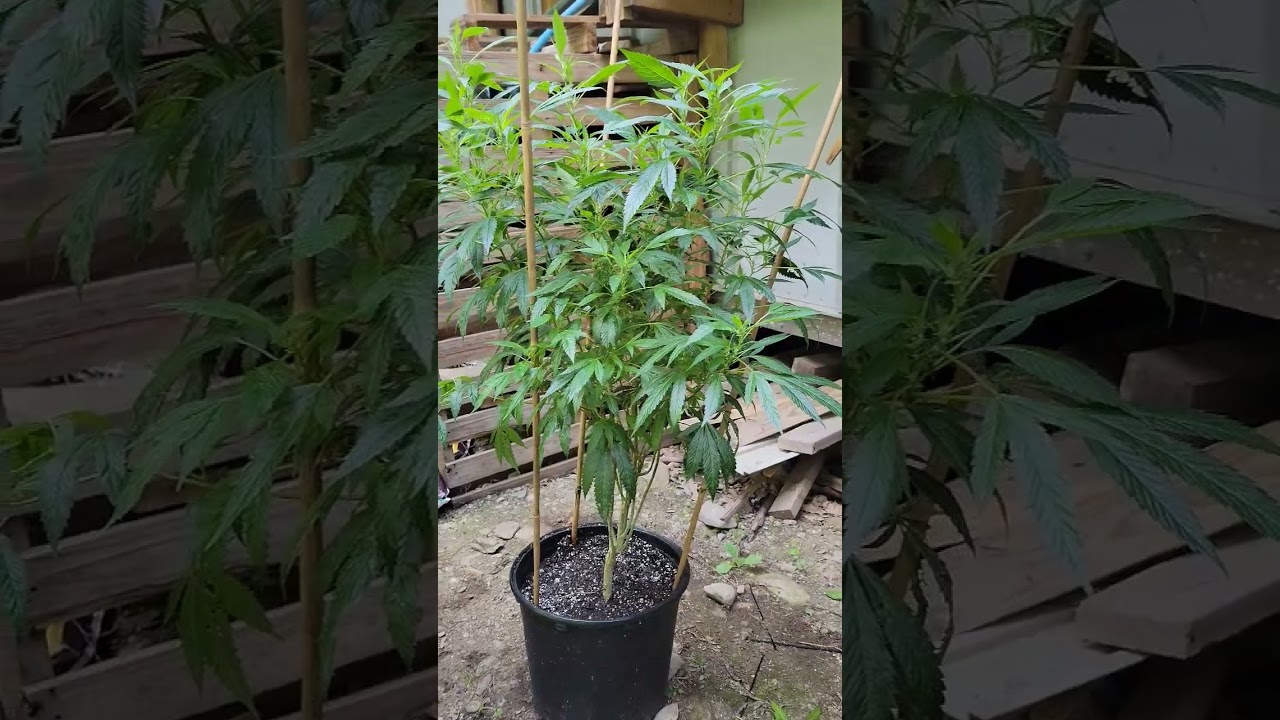 Triangle Kush From Goat and Monkey Seeds